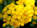 Calceolaria integrifolia, Bush slipperwort Royalty Free Stock Photo