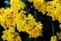 Calceolaria integrifolia, Bush slipperwort Royalty Free Stock Photo