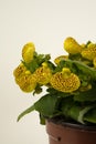 Calceolaria integrifolia in pot with white background Royalty Free Stock Photo
