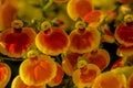 Calceolaria, lady`s purse, slipper flower, pocketbook flower, slipperwort. Ornamental hybrid for gardens, parks Royalty Free Stock Photo