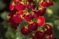 Calceolaria, lady`s purse, slipper flower, pocketbook flower, slipperwort. Ornamental red hybrid for gardens, parks Royalty Free Stock Photo