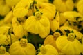 Calceolaria, lady`s purse, slipper flower, pocketbook flower, slipperwort. Ornamental yellow hybrid for gardens, parks Royalty Free Stock Photo