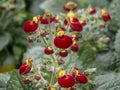 Calceolaria, lady`s purse, slipper flower, pocketbook flower, slipperwort with yellow and orange flowers for landscape design,