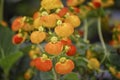 Calceolaria, lady`s purse, slipper flower, pocketbook flower, slipperwort with yellow and orange flowers. Ornamental hybrids for Royalty Free Stock Photo