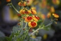 Calceolaria, lady`s purse, slipper flower, pocketbook flower, slipperwort with yellow and orange flowers. Ornamental hybrids for