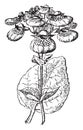 Calceolaria or Lady`s purse, vintage engraving