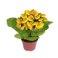Calceolaria in pot Royalty Free Stock Photo