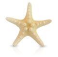 Calcified starfish. Starfish on a white background