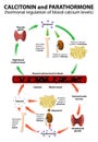 Calcitonin is the agonist to PTH Royalty Free Stock Photo