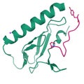 Crystal structure of the human calcitonin receptor ectodomain green in complex with a truncated salmon calcitonin analog pink