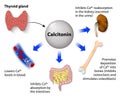 Calcitonin or thyrocalcitonin Royalty Free Stock Photo