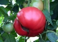 Calcium deficiency on the tomato fruit