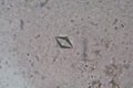 Calcium oxalate crystal