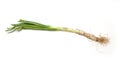 Calcot, spring onion for the barbecue Royalty Free Stock Photo