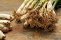 Calcots, catalan sweet onions