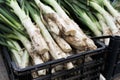 Calcots, sweet onions typical of Catalonia, Spain Royalty Free Stock Photo