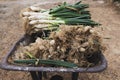 Calcots, sweet onions typical of Catalonia, Spain Royalty Free Stock Photo