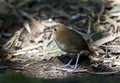 Caldasmierpitta, Brown-banded Antpitta, Grallaria milleri