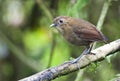 Caldasmierpitta, Brown-banded Antpitta, Grallaria milleri