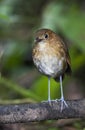 Caldasmierpitta, Brown-banded Antpitta, Grallaria milleri