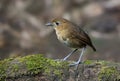 Caldasmierpitta, Brown-banded Antpitta, Grallaria milleri