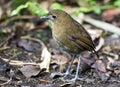 Caldasmierpitta, Brown-banded Antpitta, Grallaria milleri