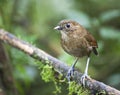 Caldasmierpitta, Brown-banded Antpitta, Grallaria milleri