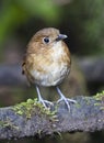 Caldasmierpitta, Brown-banded Antpitta, Grallaria milleri