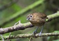 Caldasmierpitta, Brown-banded Antpitta, Grallaria milleri