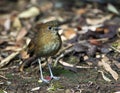 Caldasmierpitta, Brown-banded Antpitta, Grallaria milleri