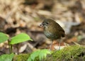 Caldasmierpitta, Brown-banded Antpitta, Grallaria milleri