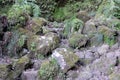 Nature of levadas in Madeira island forest, Portugal