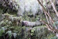 Nature of levadas in Madeira island forest, Portugal