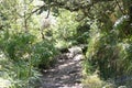 Caldeirao Verde levadas hiking walkway in Madeira mountain