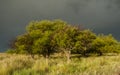 Calden forest landscape, Prosopis Caldenia plants, La Pampa province, Patagonia, Argentina Royalty Free Stock Photo