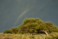 Calden forest landscape, Prosopis Caldenia plants, La Pampa province, Royalty Free Stock Photo