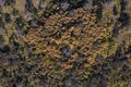 Calden forest landscape, Prosopis Caldenia plants, La Pampa province, Royalty Free Stock Photo