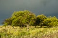 Calden forest landscape, Prosopis Caldenia plants, Royalty Free Stock Photo