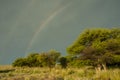 Calden forest landscape, Prosopis Caldenia plants, La Pampa Royalty Free Stock Photo