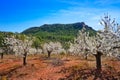 Calderona mountain Cherry Blossom in Valencia Royalty Free Stock Photo