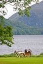 Caleche at Muckross Park, Killarney, Ireland Royalty Free Stock Photo