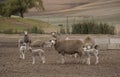 Sheep farming in South Africa. Ewes with their young lambs.