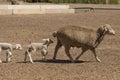 Sheep farming in South Africa. Ewe with her young lambs.