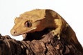 Caledonian crested gecko on a branch