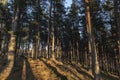 Caledonian forest in evening light in the Cairngorms National Park of Scotland