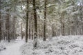 Caledonian Forest in Snow at Abernethy Forest in the Highlands of Scotland.