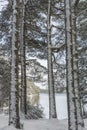 Caledonian Forest in Snow at Abernethy Forest in the Highlands of Scotland.