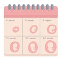 Calendar embryo development in weeks baby toddler vector illustration Royalty Free Stock Photo