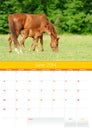 Calendar 2014. Horse. June Royalty Free Stock Photo