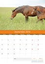 Calendar 2014. Horse. September Royalty Free Stock Photo